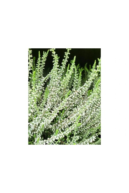 Calluna vulgaris Asli